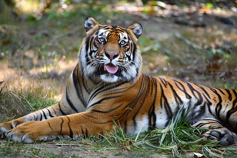 老虎动物园躺着休息的老虎悠闲摄影图
