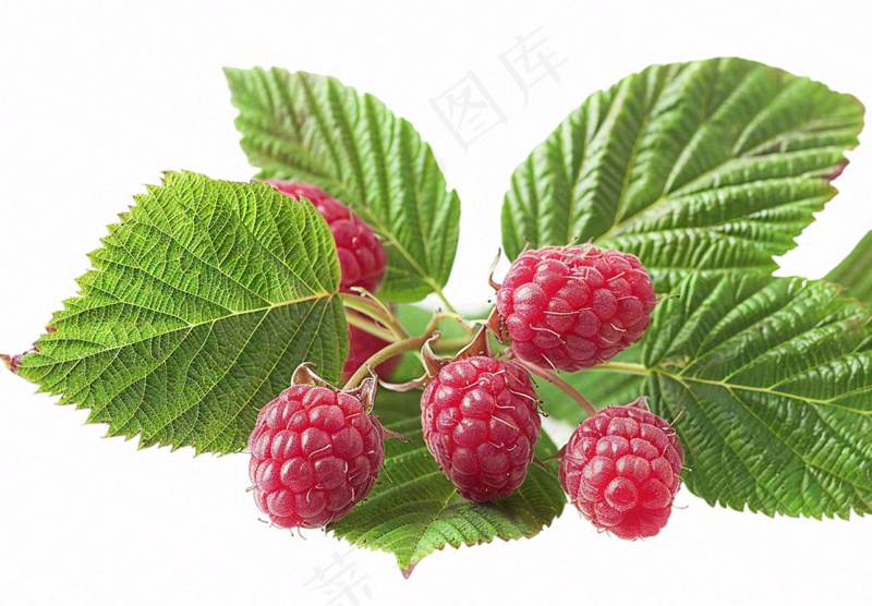 树莓水果摄影图免抠