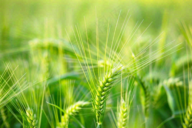 绿色小麦麦穗农田种植小满芒种粮食丰收摄影图