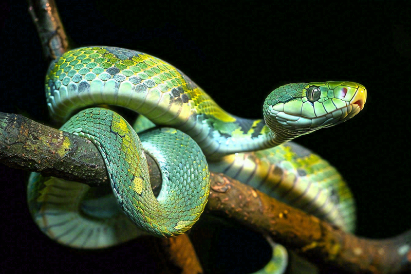 蛇盘踞在树枝上吐舌头爬行动物摄影图