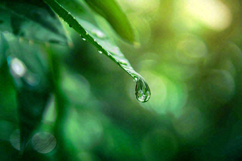 绿叶上挂着露珠水滴绿色立春雨水寒露摄影图