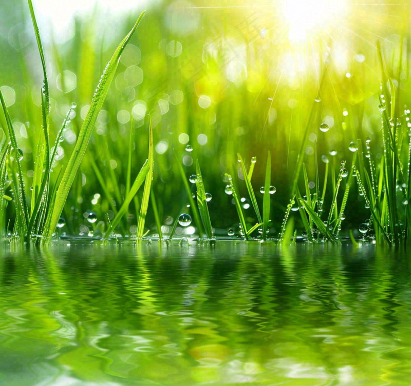 雨天草地上的积水绿叶上挂着水滴春天春分雨水谷雨摄影图