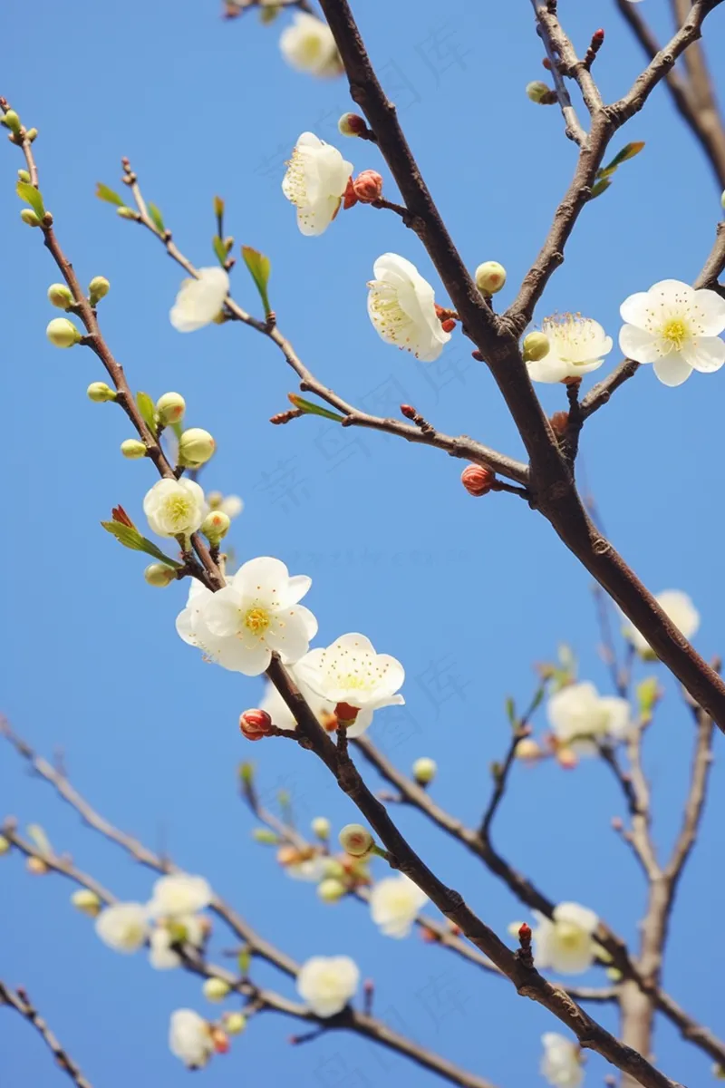 白梅花春天树枝抽新芽蓝天摄影图