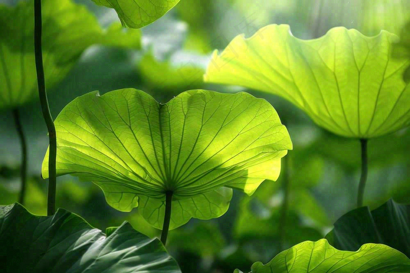 夏日荷叶阳光下遮阳绿意夏至立夏处暑摄影图