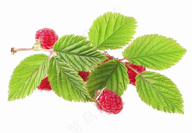 树莓水果摄影图免抠