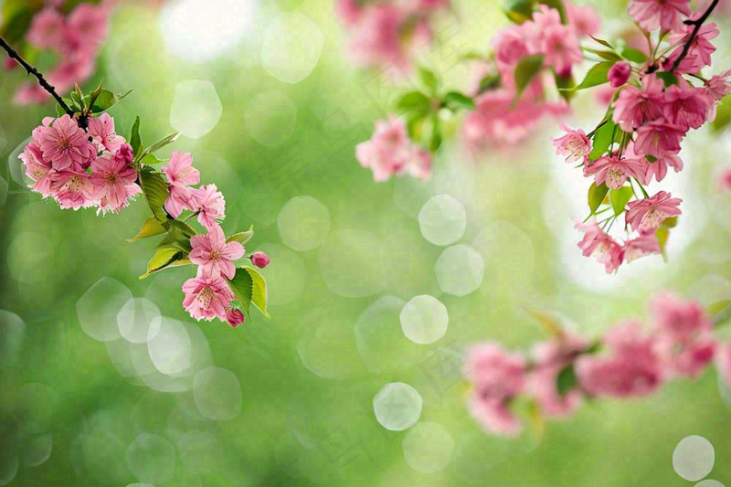 立春粉色花朵树枝绿色背景春分惊蛰摄影图