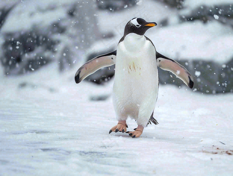 冰雪天地的企鹅寒冷动物摄影图