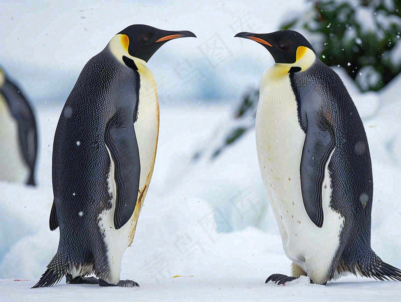 冰雪天地的企鹅寒冷动物摄影图