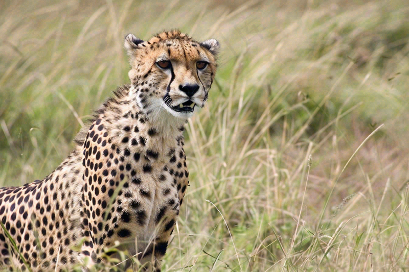 草原上的猎豹国家保护动物非洲摄影图