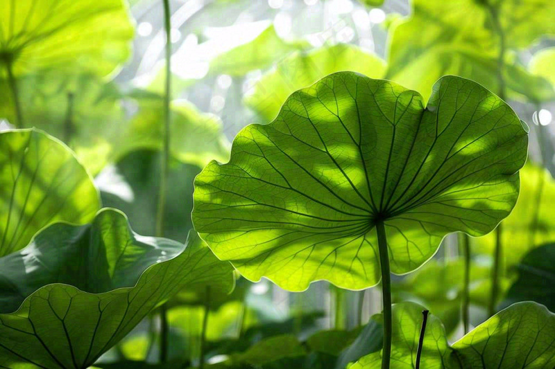 夏日荷叶阳光下遮阳绿意夏至立夏处暑摄影图