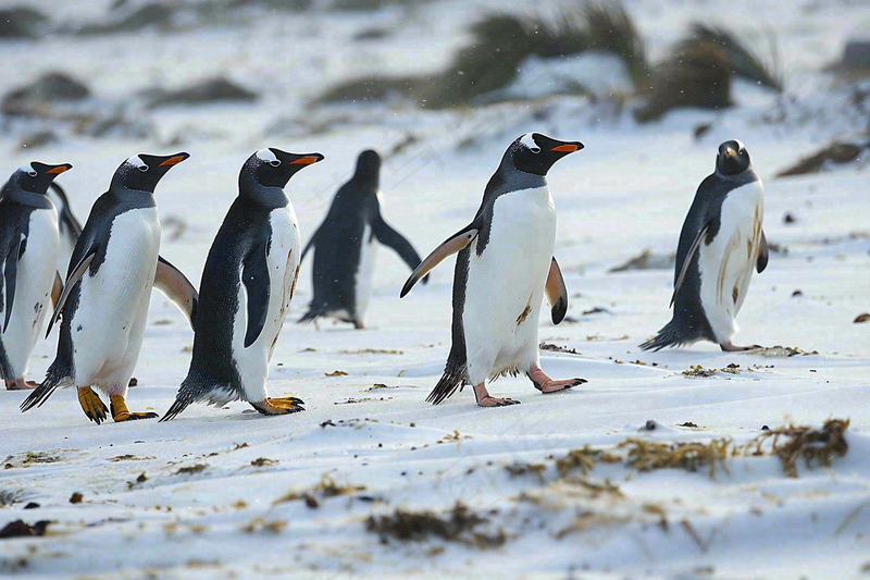 冰雪天地的企鹅寒冷动物摄影图
