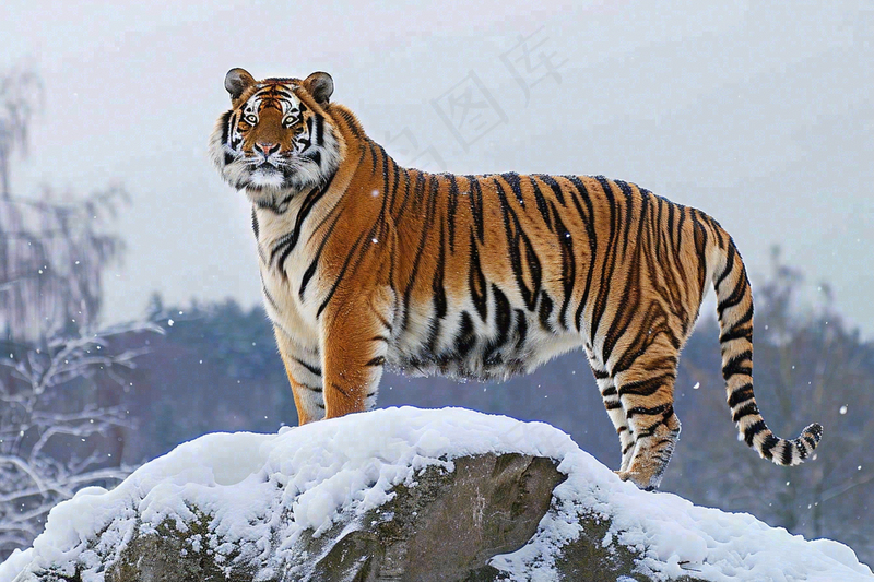 东北虎站在雪地的老虎摄影图