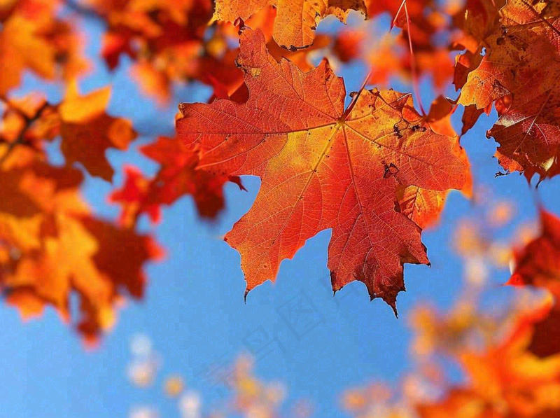 金秋红枫叶梧桐叶蓝天背景立秋秋分处暑摄影图