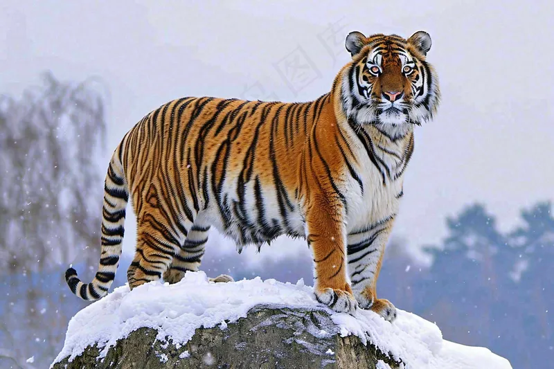 东北虎站在雪地的老虎摄影图