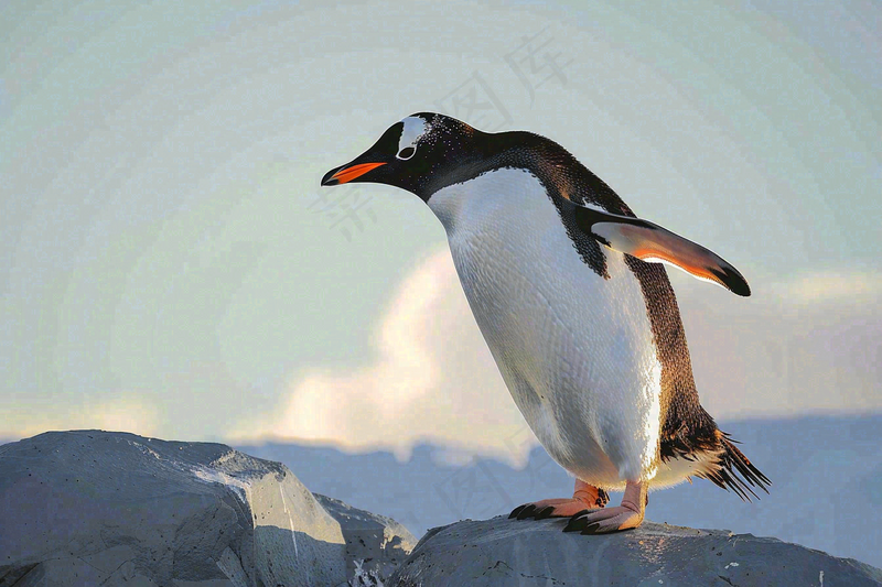 冰雪天地的企鹅寒冷动物摄影图