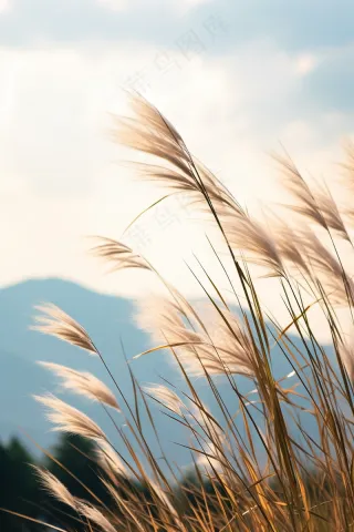 芦苇荡蓝天背景摄影图