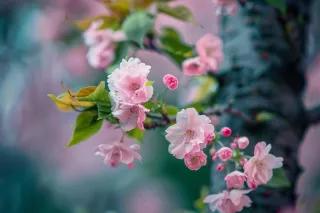 春日樱花花朵摄影图