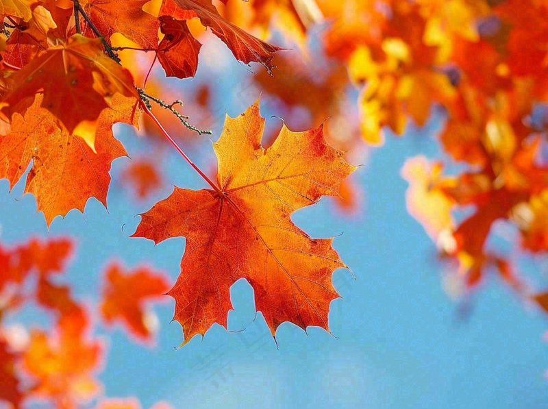 金秋红枫叶梧桐叶蓝天背景立秋秋分处暑摄影图