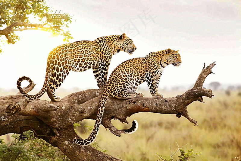 树干上的猎豹保护动物摄影图