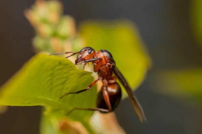 一片叶子上的红蚂蚁