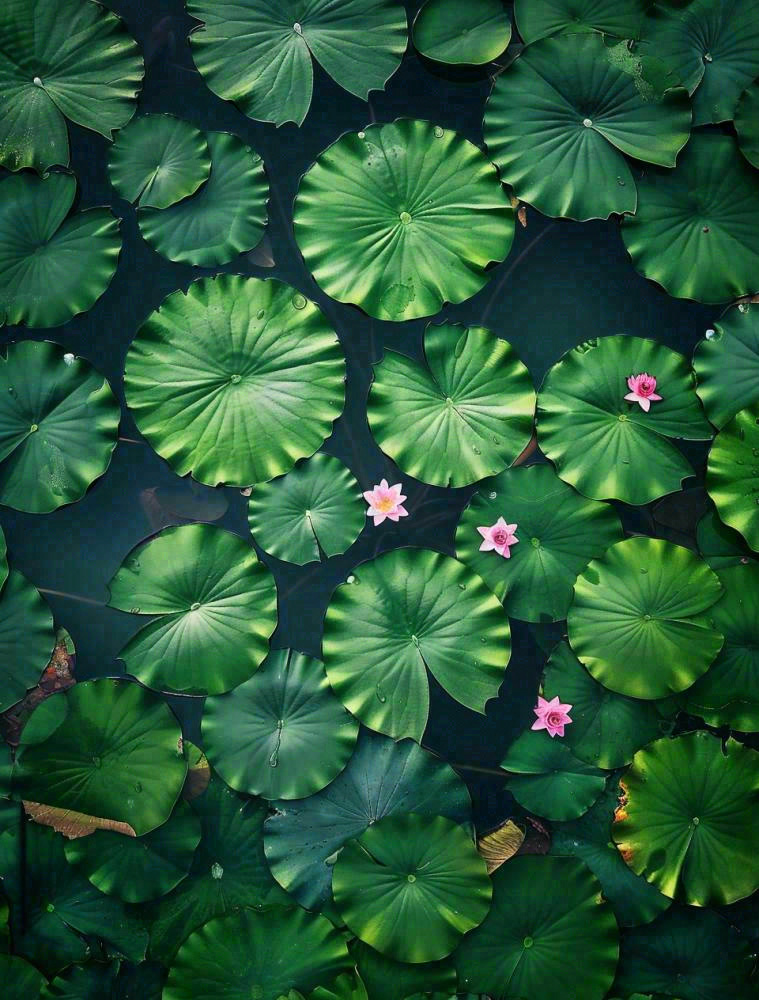 夏天池塘睡莲墨绿荷叶大暑处暑摄影图