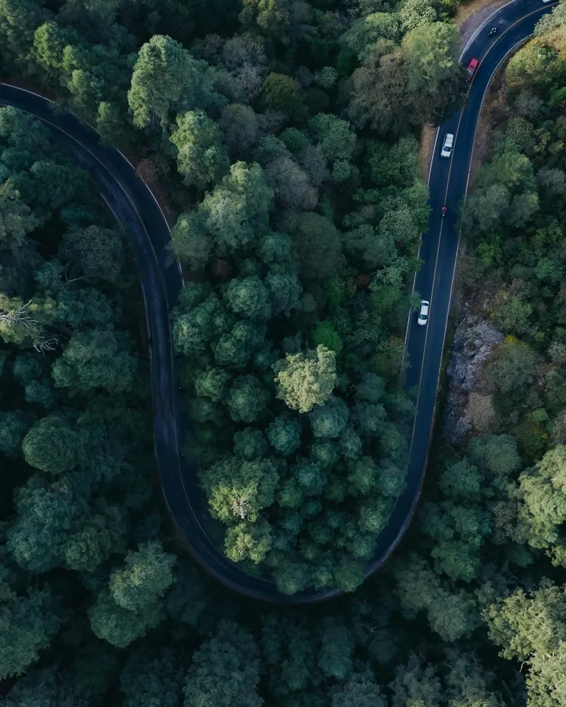 蜿蜒公路与绿色森林的完美融合