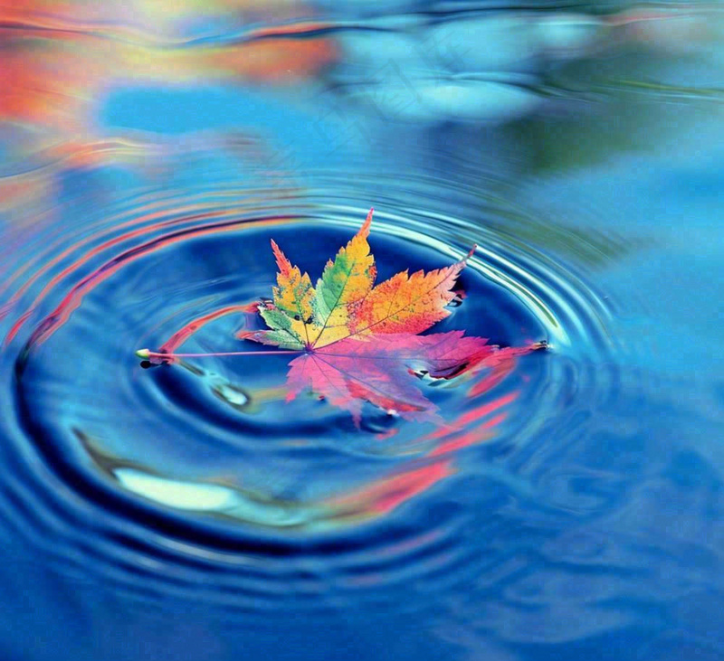 水面飘着的落叶枫叶秋天蓝色水面立秋寒露秋分摄影图