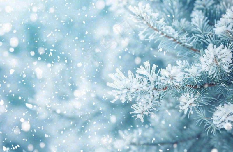 冬天松树上挂满了白雪雾凇立冬霜降冬至大雪摄影图