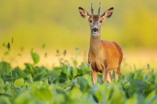 鹿雄鹿动物摄影图