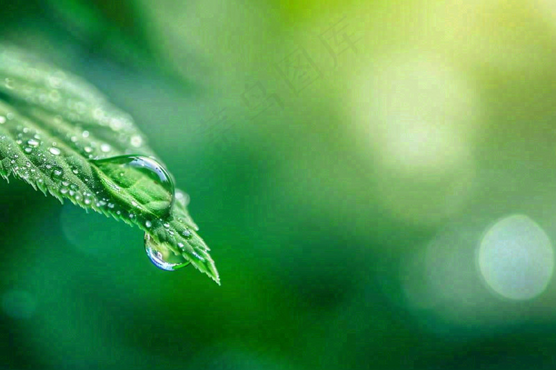 绿叶上挂着露珠水滴绿色立春雨水寒露摄影图