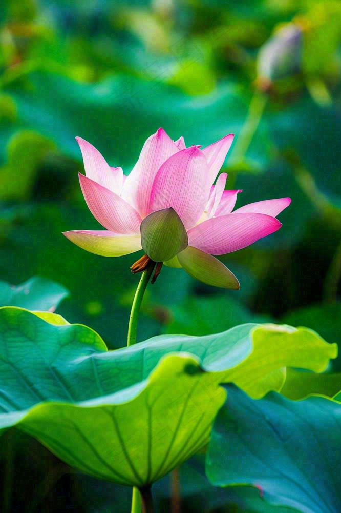 夏日池塘荷花盛开清凉唯美翠绿摄影图