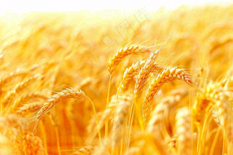 金黄的麦田小麦麦穗芒种秋收秋分摄影图