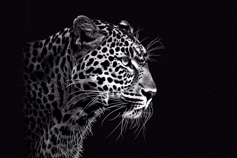 黑暗中的猎豹头部特写动物摄影图