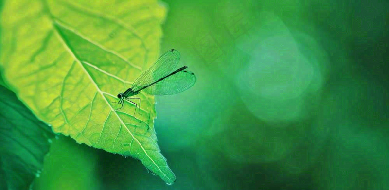 绿叶上的蜻蜓春天夏天春分立夏摄影图