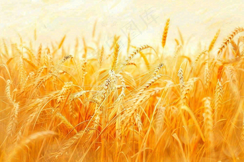 金黄的麦田小麦麦穗芒种秋收秋分摄影图