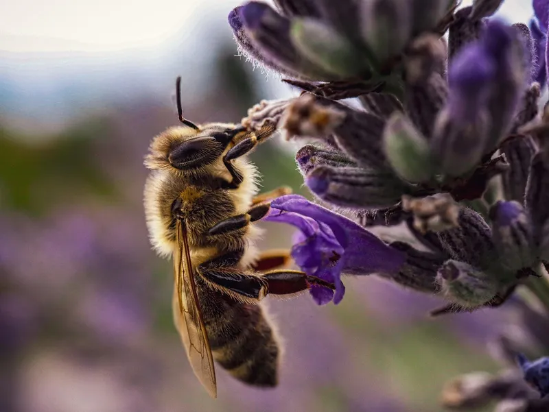 忙碌蜜蜂于紫色薰衣草花间