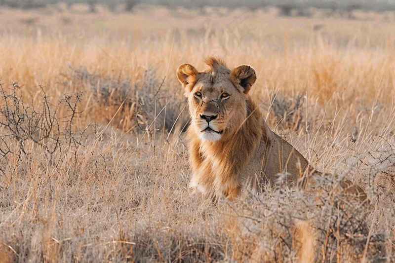 狮子雄狮动物非洲大草原保护动物摄影图