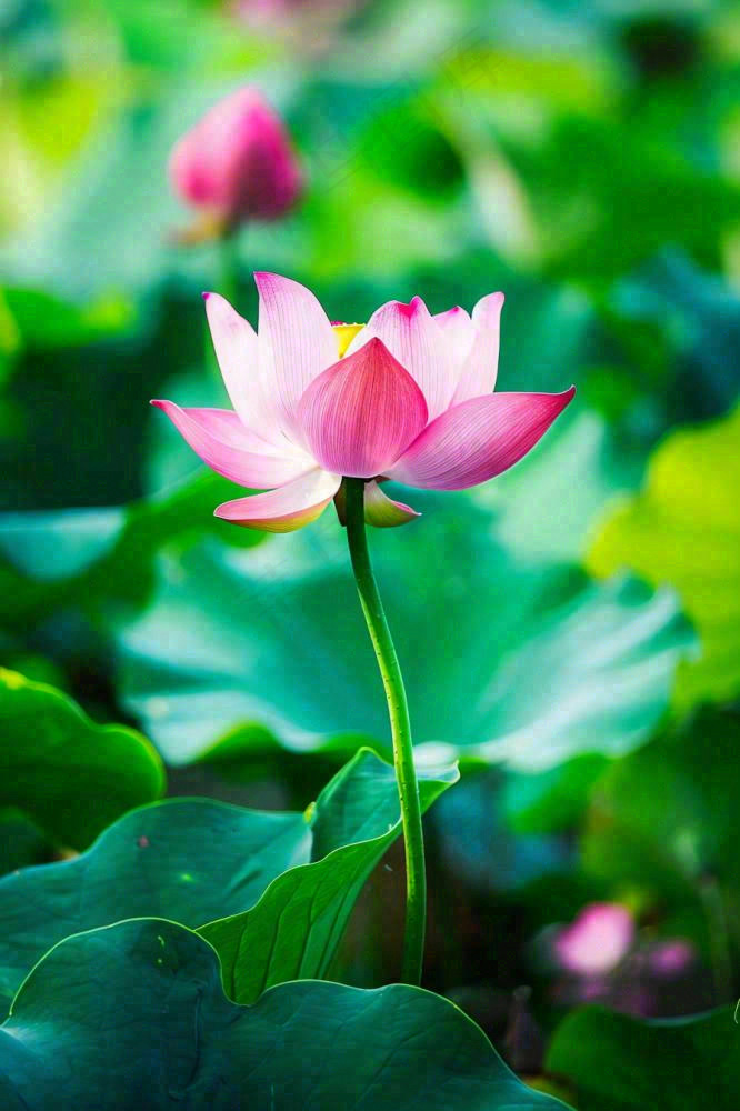 夏日池塘荷花盛开清凉唯美翠绿摄影图