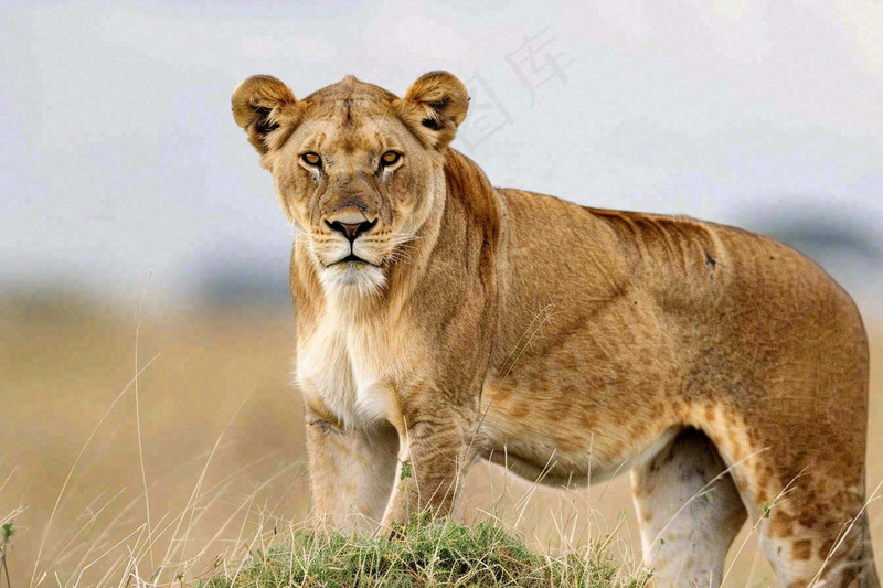 狮子动物非洲草原保护动物摄影图
