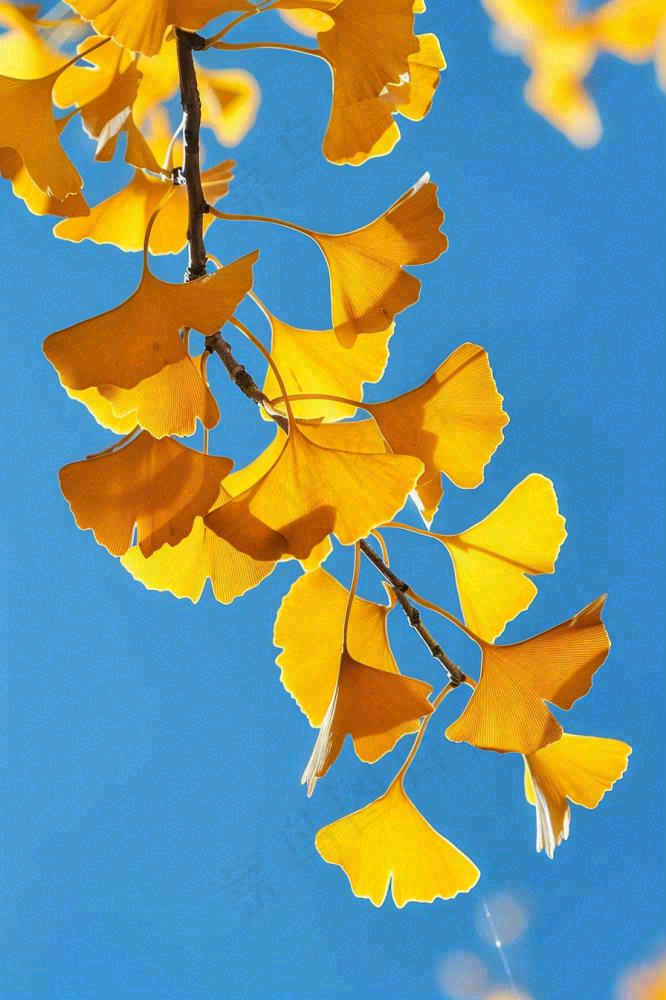 秋天黄色银杏叶树蓝色背景立秋处暑摄影图