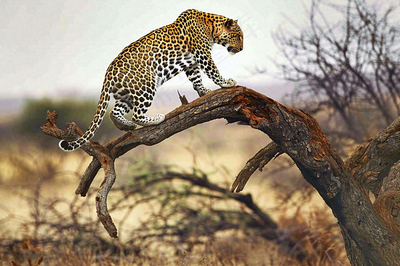 猎豹树干树枝上保护动物摄影图