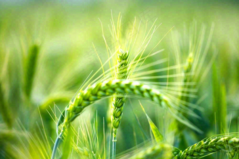 绿色小麦麦穗农田种植小满芒种粮食丰收摄影图