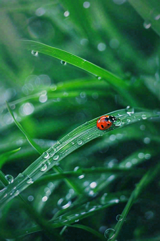 绿叶草丛露珠瓢虫昆虫雨水谷雨惊蛰摄影图