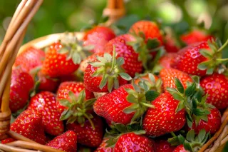 草莓水果摄影图