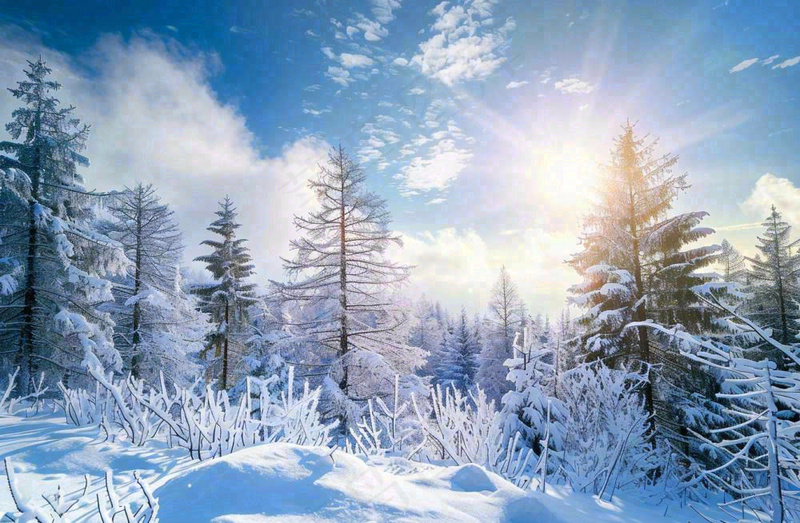 冬天白雪覆盖的森林阳光照射大自然雪景大雪小雪冬至摄影图