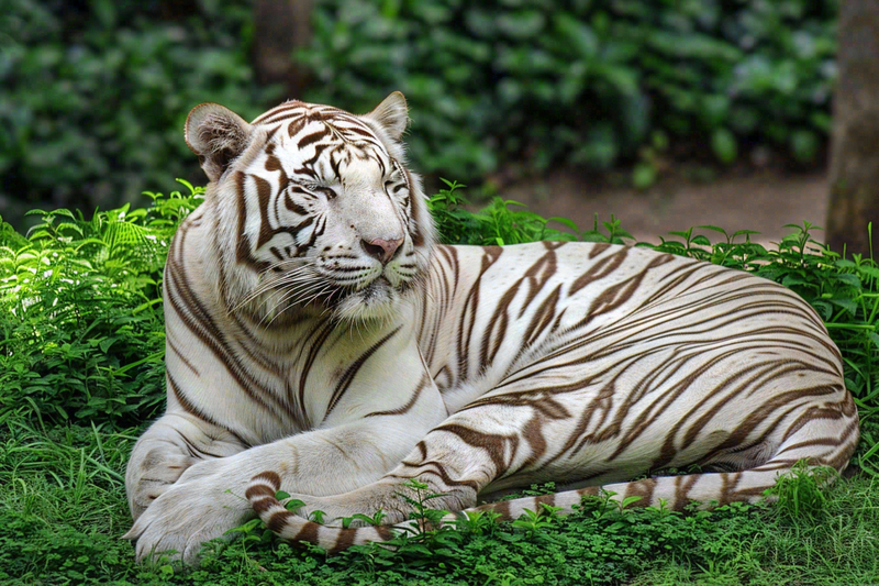 白虎动物园里趴着休息的老虎摄影图