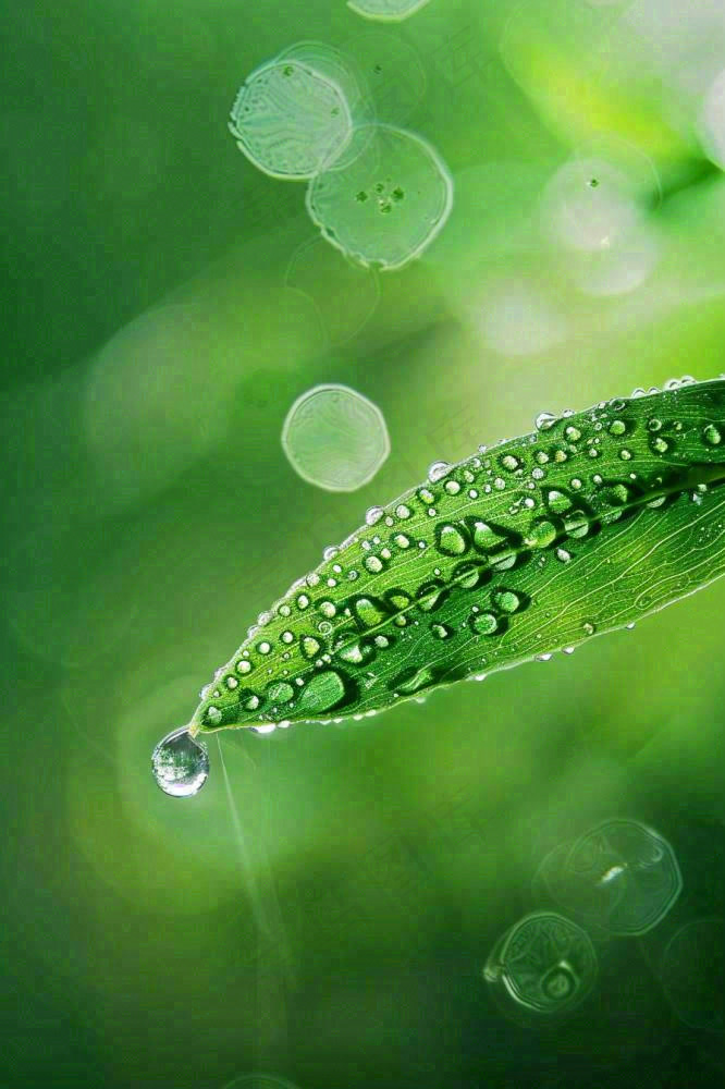 春天绿色叶子是的雨滴露珠雨水谷雨春分摄影图