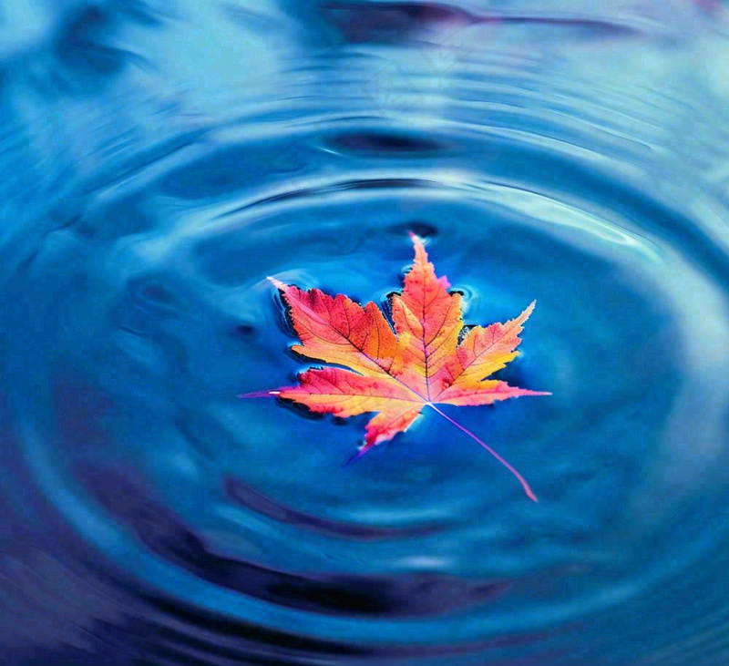 水面飘着的落叶枫叶秋天蓝色水面立秋寒露秋分摄影图