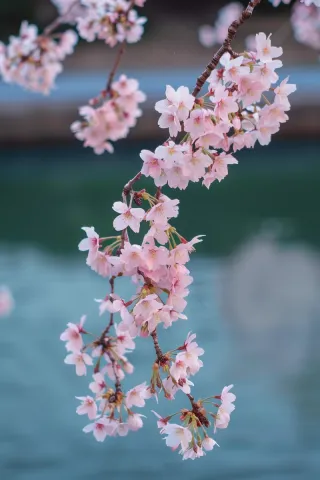 春日樱花花朵摄影图