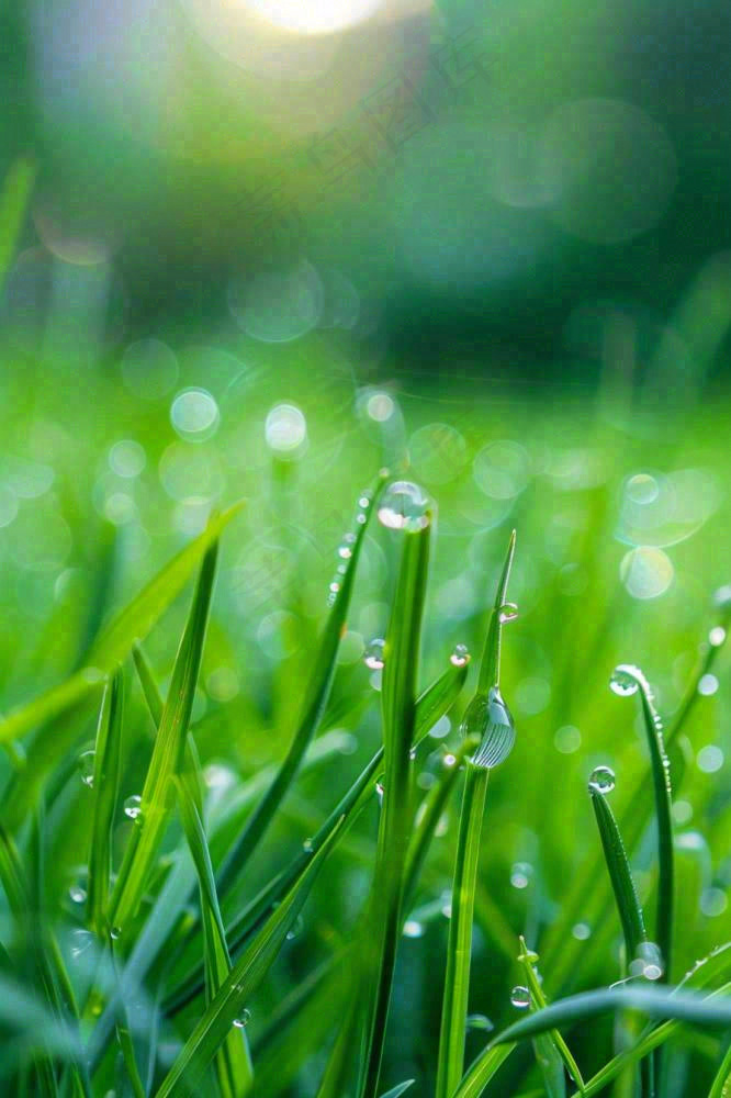 春天绿草地草坪绿叶上的露珠清晨立春惊蛰谷雨摄影图